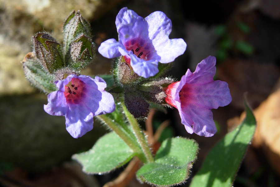 Pulmonaria sp